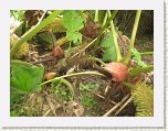 1488-Giant Rhubarb Lost Gardens of Heligen * 800 x 600 * (128KB)